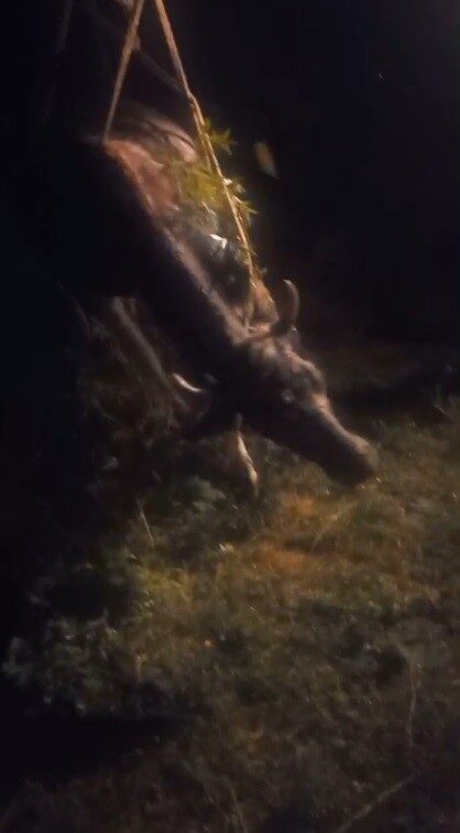 Kars’ta sarp arazide otlarken kayalıklardan düşen 1 inek , Özel