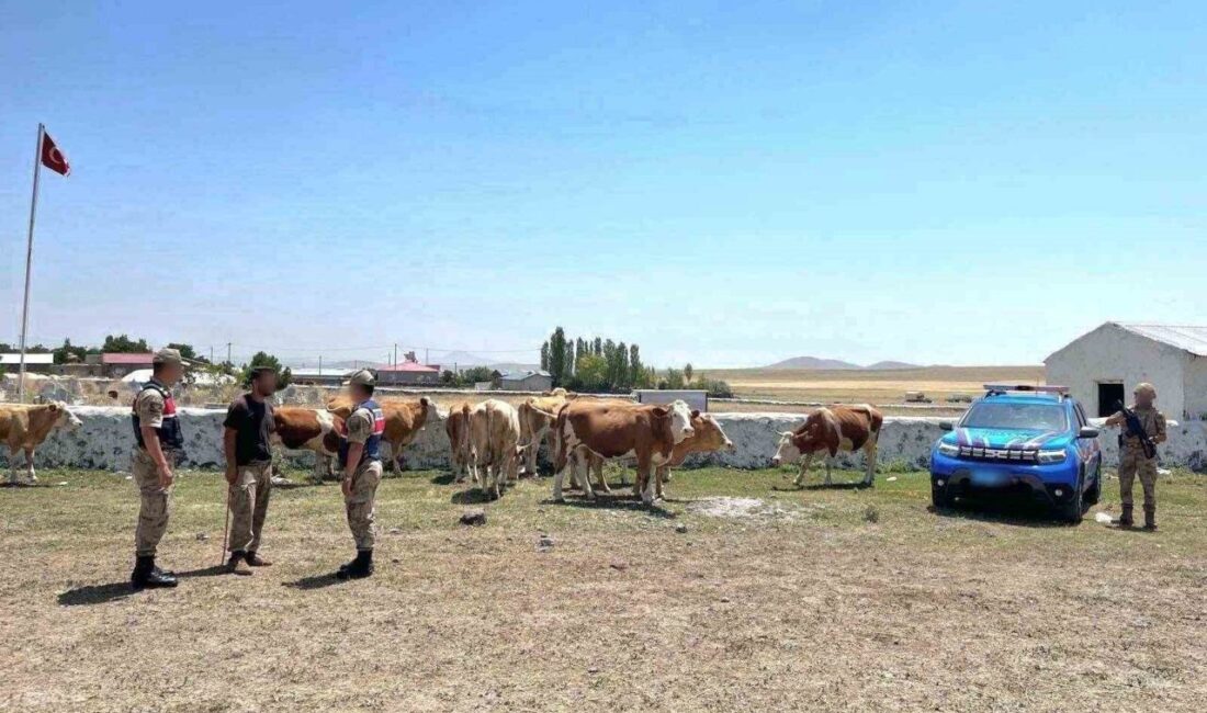 Kars’ta kaybolan büyükbaş hayvanlar bulundu Kars’ta kaybolan 10 büyükbaş hayvan jandarma ekiplerince bulundu. Kars’ta 112
