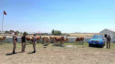 Kars’ta kaybolan 10 büyükbaş hayvan jandarma ekiplerince bulundu. Kars’ta 112