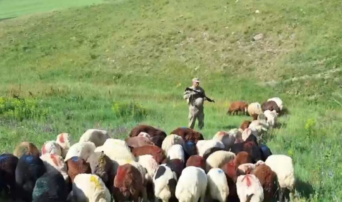 Kars’ta küçükbaş hayvanlar jandarma ekiplerince bulundu. Kars’ta 112 Acil Çağrı
