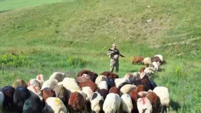 Kars’ta küçükbaş hayvanlar jandarma ekiplerince bulundu. Kars’ta 112 Acil Çağrı