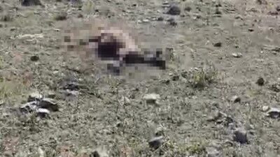 Kars’ın Kağızman ilçesinde kurtların saldırısına uğrayan sürüdeki onlarca koyun telef