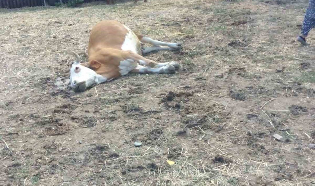 Kastamonu’nun Hanönü ilçesinde üç büyükbaş hayvan dereden su içtikten sonra