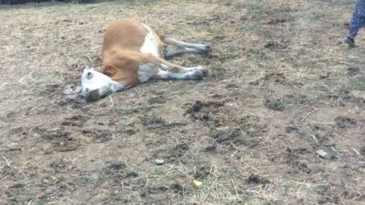 Kastamonu’nun Hanönü ilçesinde üç büyükbaş hayvan dereden su içtikten sonra