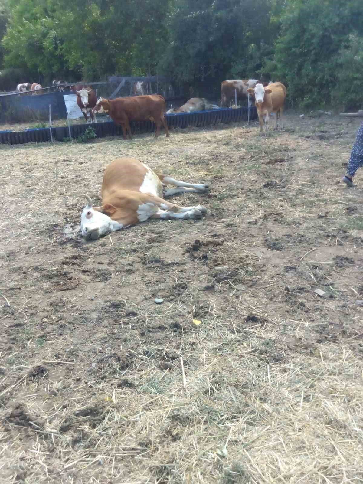 Kastamonu’nun Hanönü ilçesinde üç büyükbaş hayvan dereden su içtikten sonra