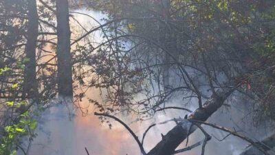 Kastamonu’nun Azdavay ilçesinde çıkan orman yangınında 2 dekar alan zarar