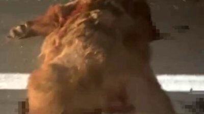 Kastamonu-İnebolu kara yolu üzerinde gece saatlerinde kamyonetin çarptığı anne ayı