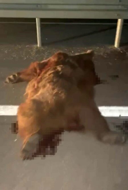 Kastamonu-İnebolu kara yolu üzerinde gece saatlerinde kamyonetin çarptığı anne ayı