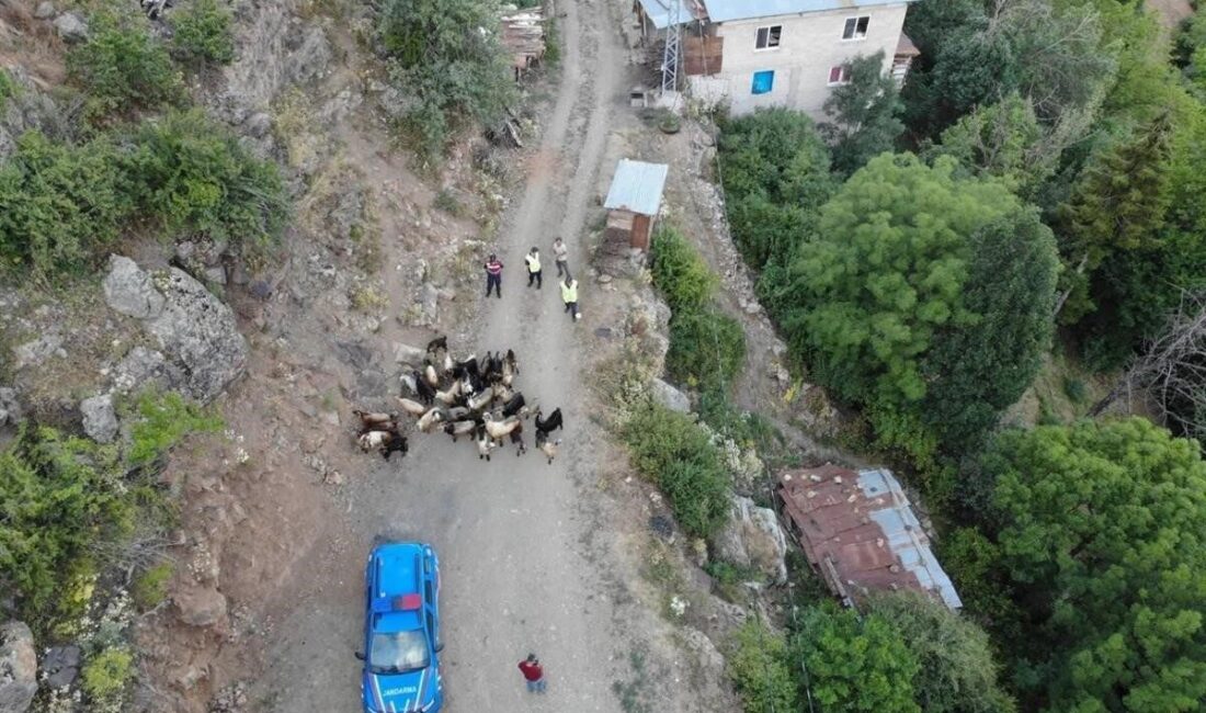 Artvin’in Yusufeli ilçesinde kaybolan 30 küçükbaş hayvan, jandarmanın dron destekli