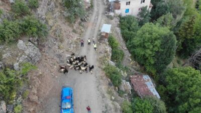 Artvin’in Yusufeli ilçesinde kaybolan 30 küçükbaş hayvan, jandarmanın dron destekli