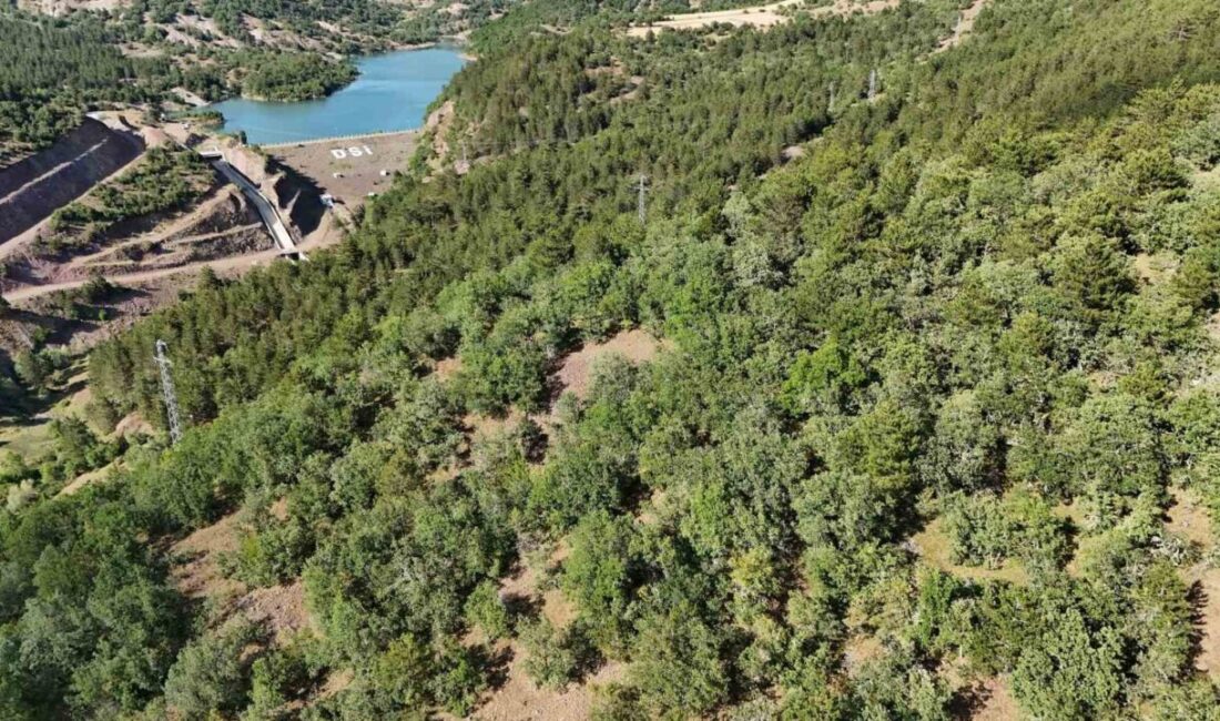 Kastamonu’nun İhsangazi ilçesinde kaybolan iki büyükbaş hayvanını bulabilmek için ormanlık