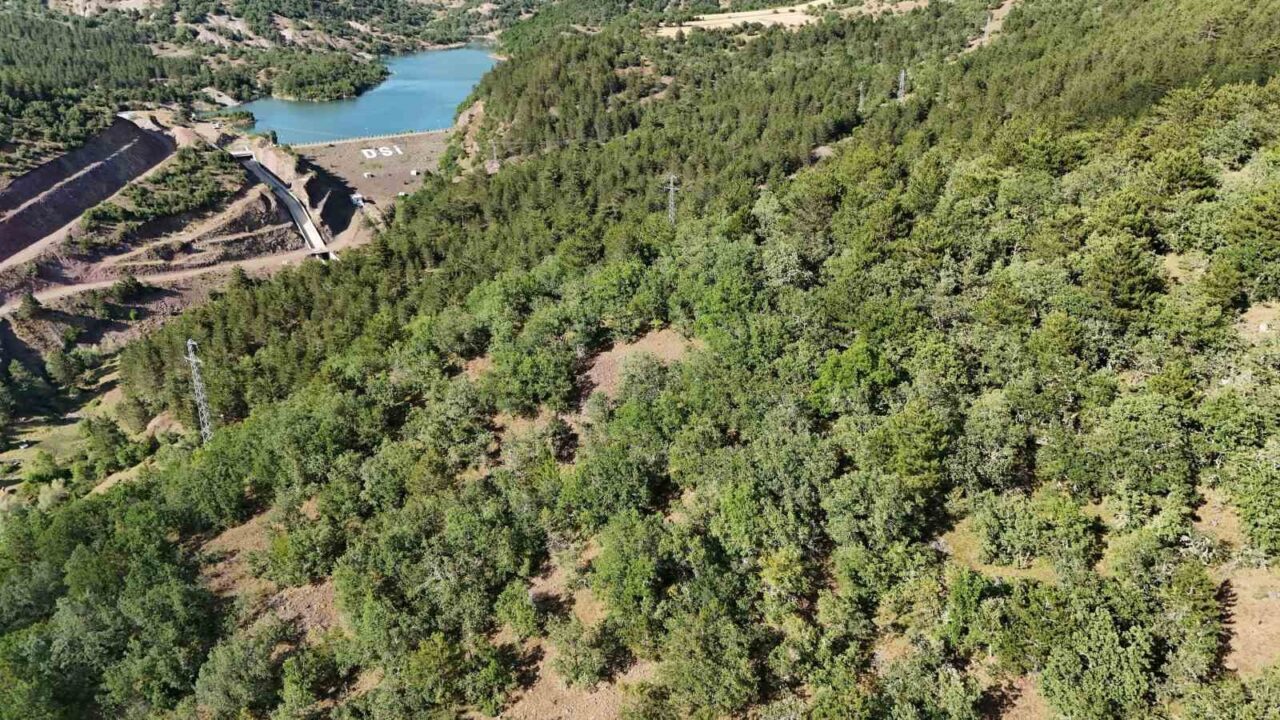 Kastamonu’nun İhsangazi ilçesinde kaybolan iki büyükbaş hayvanını bulabilmek için ormanlık