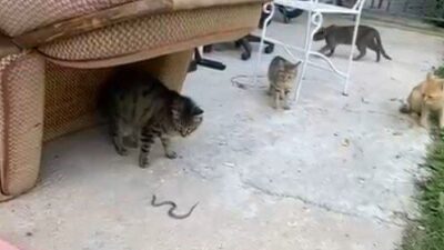 Gümüşhane’de bahçede karşılarına çıkan yavru yılanla oynayan kedilerin görüntüleri cep