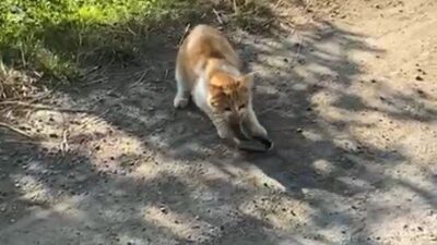 Gümüşhane’de bir kedinin yılanı avladığı anlar cep telefonu kamerasına yansıdı.