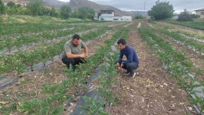 Erzincan genelinde sebzeciliğin yaygınlaşma eğilimi, Kemah ilçesinde de kendini gösteriyor.