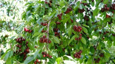 Kiraz üretiminde önemli bir yere sahip Erzincan’da hasat başladı. Nisan,