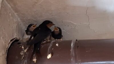 Erzincan’da kahvehaneyi yuva yapan 3 yavru ve anne, baba kırlangıç