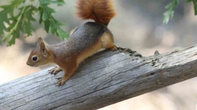 Erzincan’ın Refahiye ilçesi Dumanlı Tabiat parkında pikniğe giden aileye Kızıl