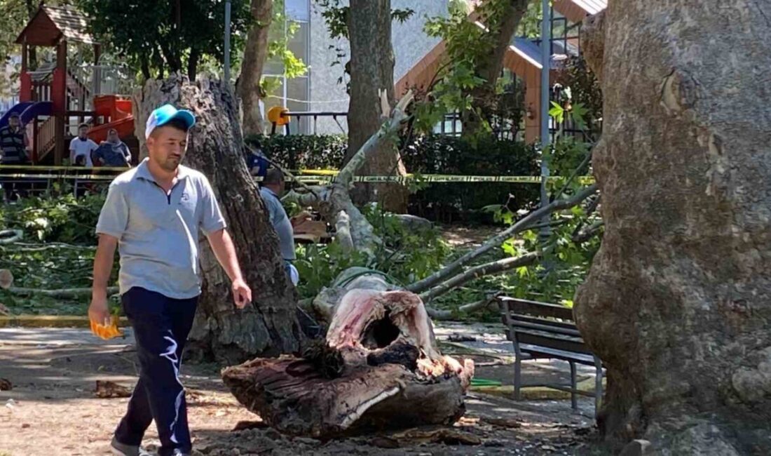 Kocaeli’nin Gölcük ilçesinde çınar ağacından kopan dal vatandaşların üzerine düştü.