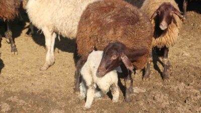 Bayburt’ta sürdürülen ’Köyümde Yaşamak İçin Bir Sürü Nedenim Var’ projesi