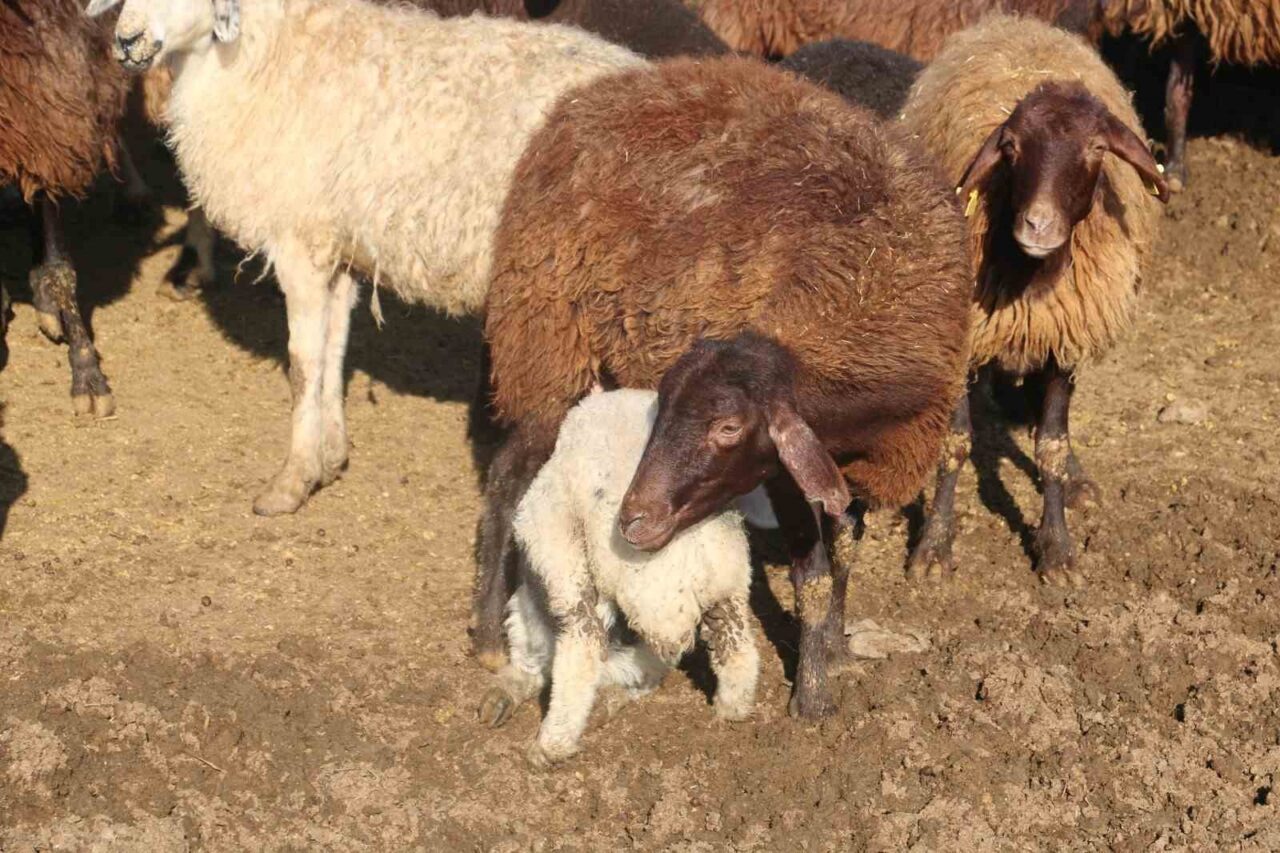 Bayburt’ta sürdürülen ’Köyümde Yaşamak İçin Bir Sürü Nedenim Var’ projesi