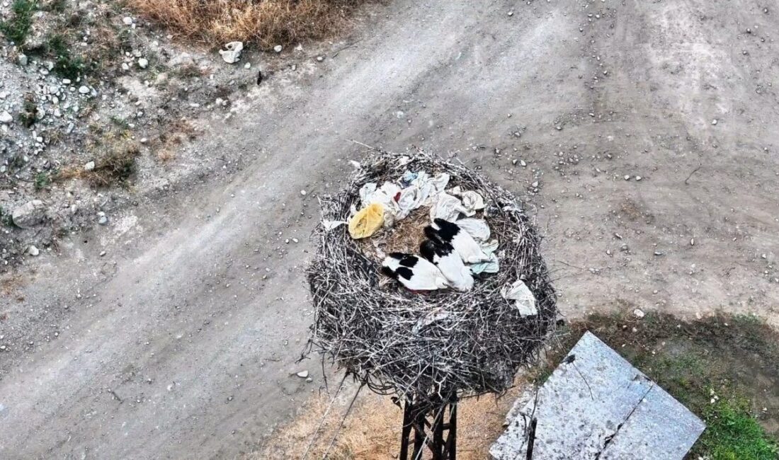 Sinop’un Boyabat ilçesinde yuvalarında uyuyan leylek ailesi, dronla görüntülendi. Sosyal