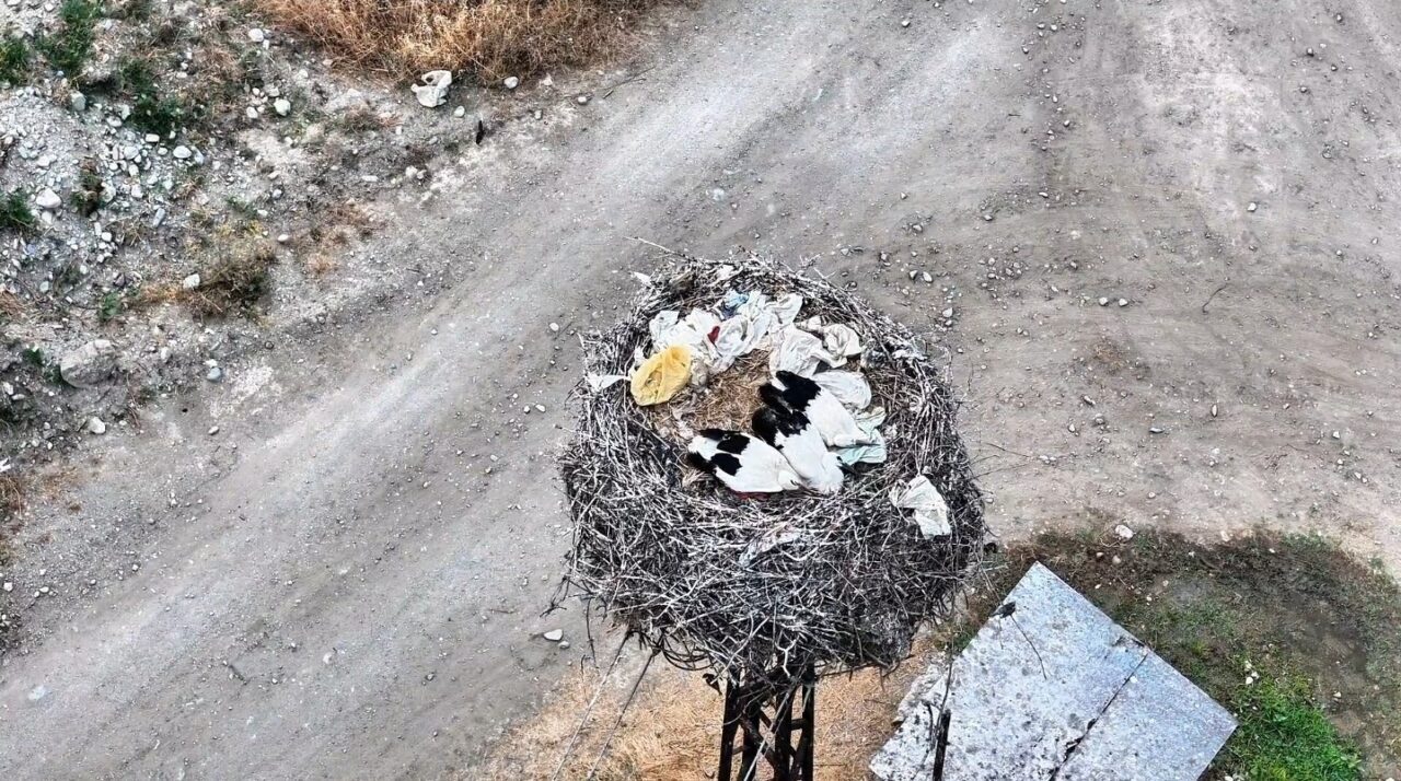 Sinop’un Boyabat ilçesinde yuvalarında uyuyan leylek ailesi, dronla görüntülendi. Sosyal