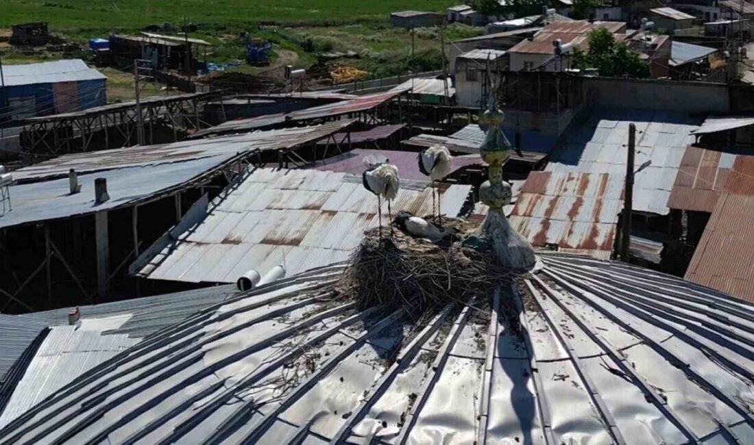 Erzurum’un Yakutiye ilçesine bağlı Güzelova Mahallesi, göçmen kuşların uğrak noktası