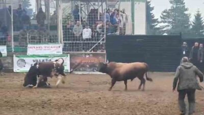 Rakibinden kaçmak isteyen boğa, arenada bulunan bakıcısını boynuz darbesiyle yere