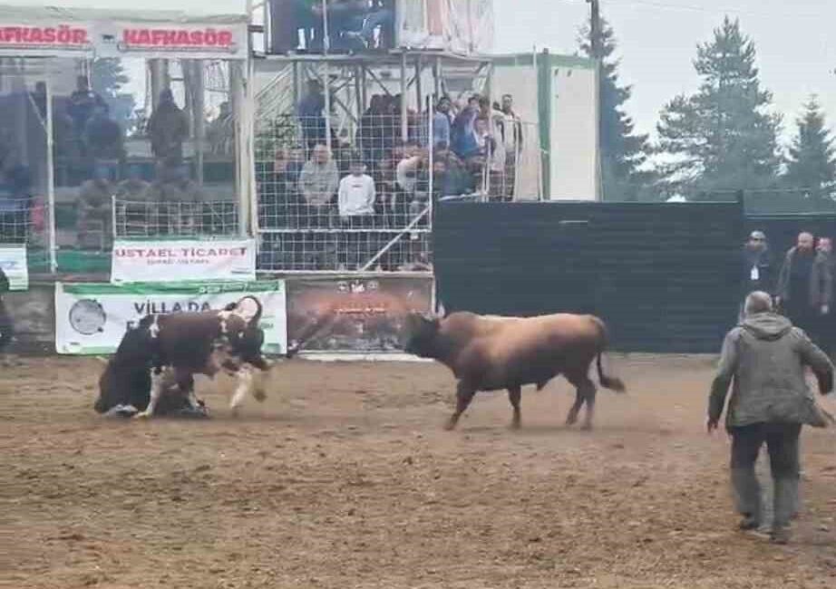 Rakibinden kaçmak isteyen boğa, arenada bulunan bakıcısını boynuz darbesiyle yere