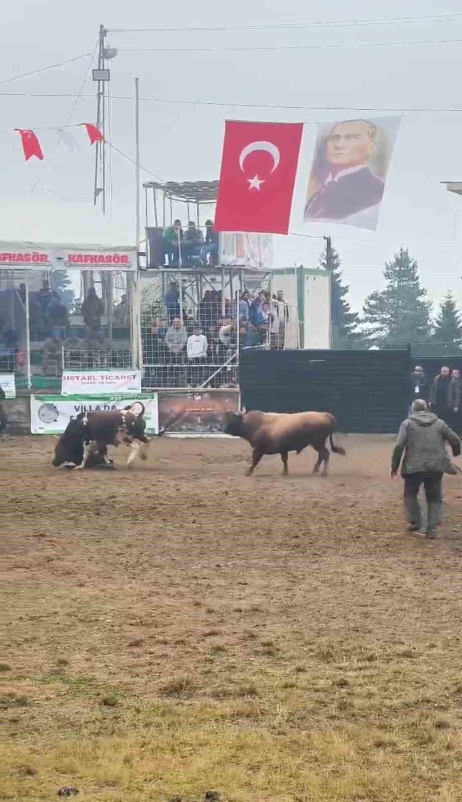 Rakibinden kaçmak isteyen boğa, arenada bulunan bakıcısını boynuz darbesiyle yere