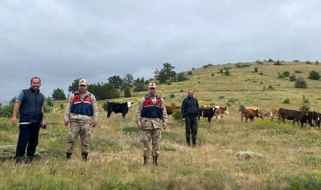Erzincan’ın Refahiye ilçesinde önceki gün kaybolan 19 büyükbaş hayvan, jandarma