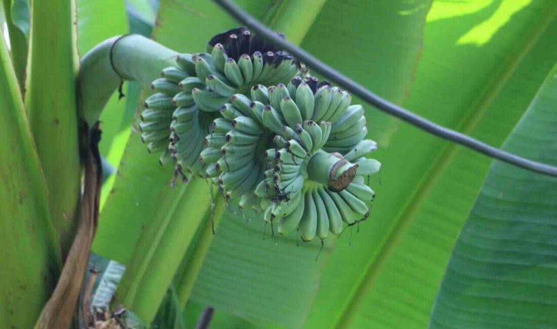 Rizeli Sultan Yılmaz, iklim şartlarına uygun olmayan muz yetiştirmek için