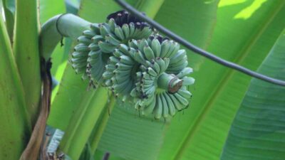 Rizeli Sultan Yılmaz, iklim şartlarına uygun olmayan muz yetiştirmek için