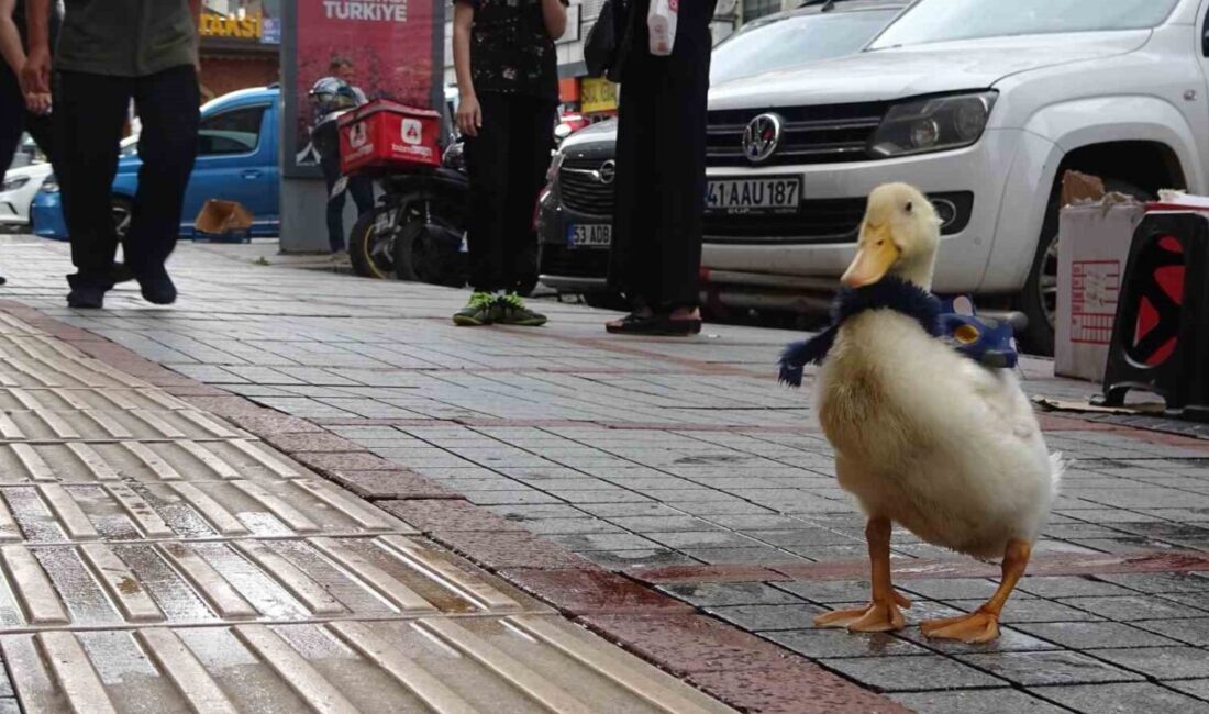 Rize’de cadde ortasında tüm şirinliği ile gezen ördek görenlerin dikkatinden