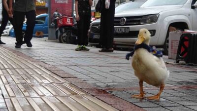 Rize’de cadde ortasında tüm şirinliği ile gezen ördek görenlerin dikkatinden