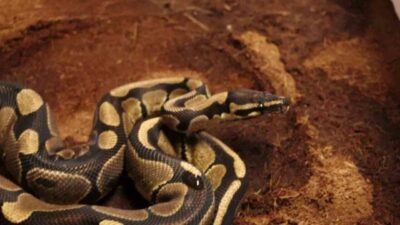 Sakarya’da 2025 yılının ilk 6 ayında uyuşturucu ve kaçakçılık suçlarıyla