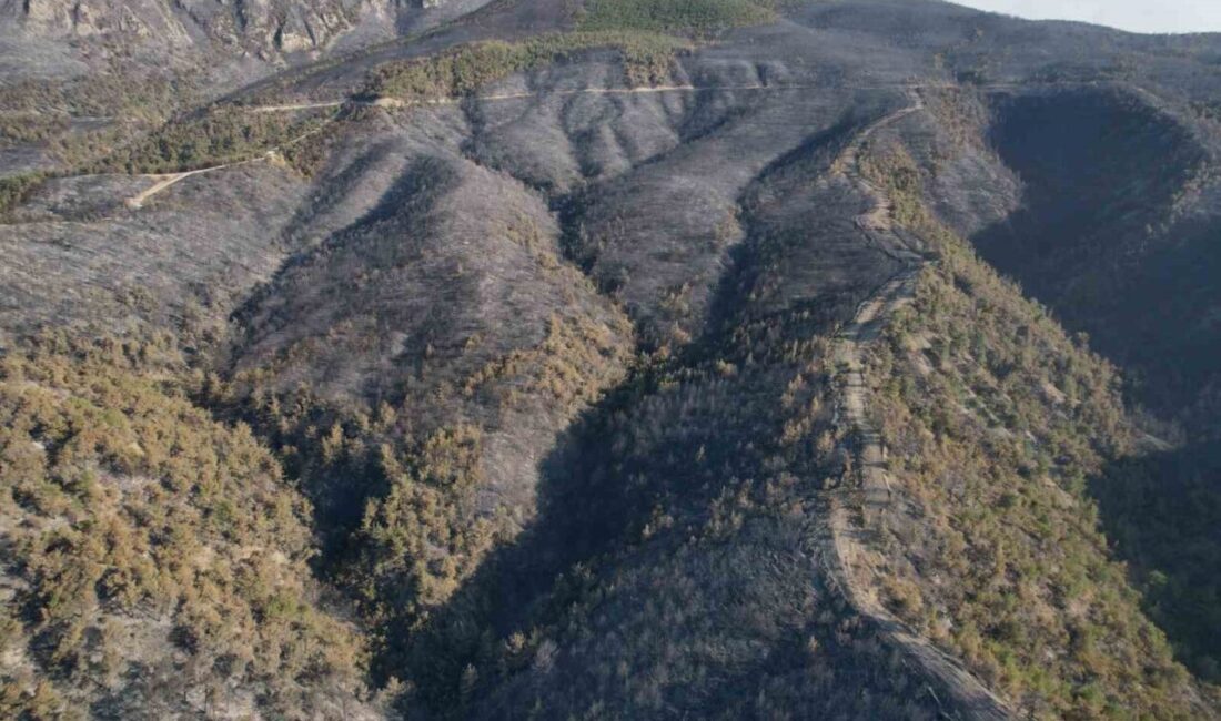 Sakarya’nın Geyve ilçesinde ormanlık alanda çıkan ve geniş bir alana