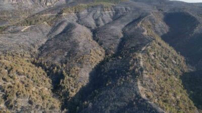 Sakarya’nın Geyve ilçesinde ormanlık alanda çıkan ve geniş bir alana