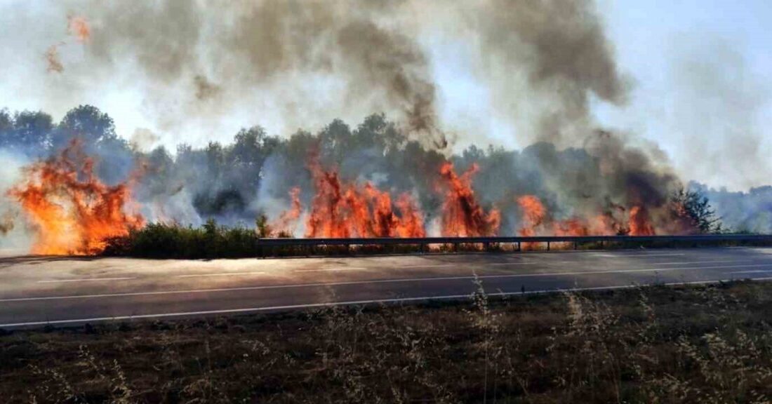Sakarya’nın Akyazı ilçesi D-140 kara yolunda otluk ve çalılık alanda