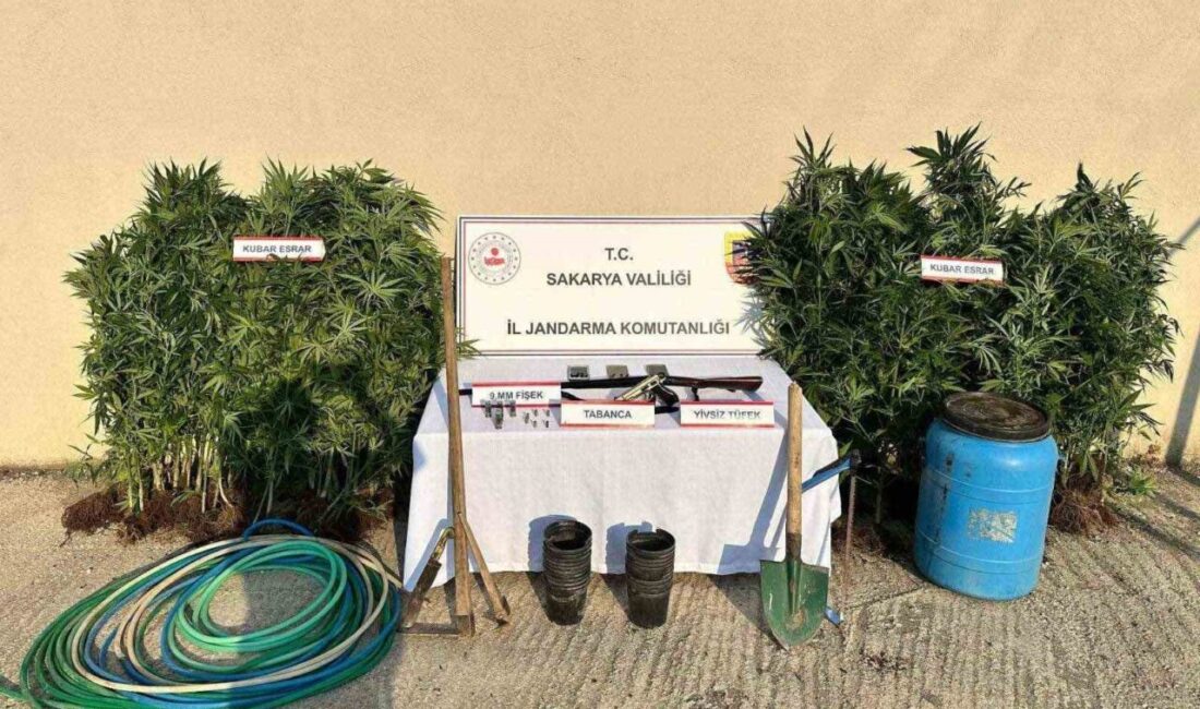 Sakarya’nın Hendek ilçesinde jandarma ekiplerince düzenlenen uyuşturucu operasyonunda 147 kök