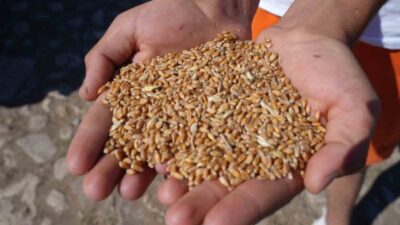 Tarım ve Orman Bakanlığı tarafından yürütülen ’Sertifikalı Tohum Kullanım Desteği’