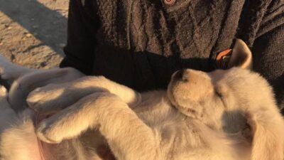 Veteriner Hekim Serkan Eroğlu, son zamanlarda etkili olan bunaltıcı sıcaklardan