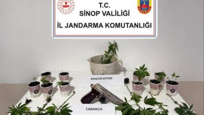 Sinop’un Erfelek ilçesinde jandarma ekiplerince düzenlenen operasyonda 17 kök kenevir