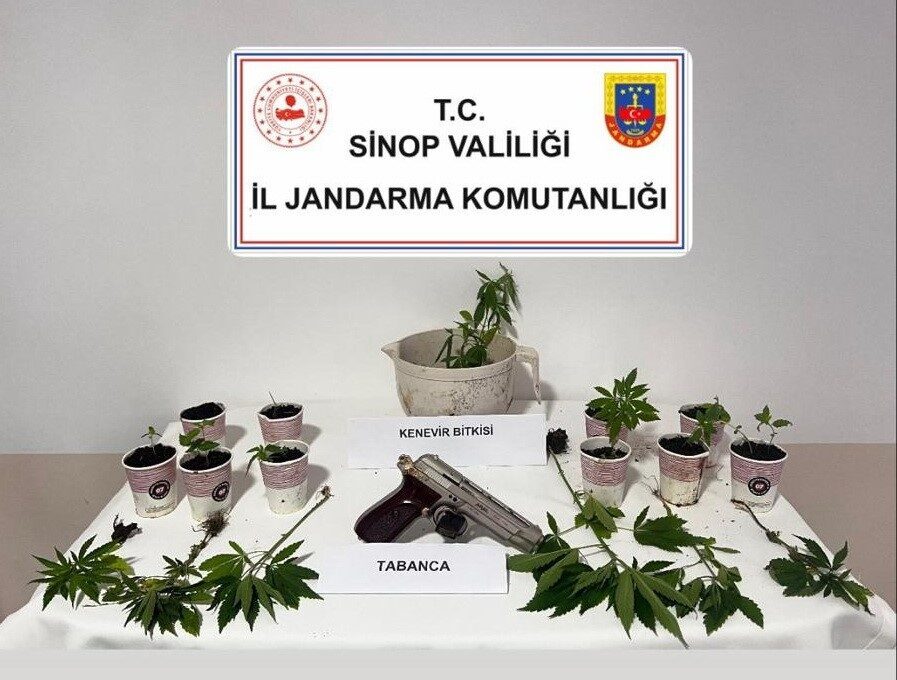 Sinop’un Erfelek ilçesinde jandarma ekiplerince düzenlenen operasyonda 17 kök kenevir