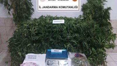 Sinop’un Durağan ilçesinde jandarma ekiplerince düzenlenen uyuşturucu operasyonunda çok sayıda