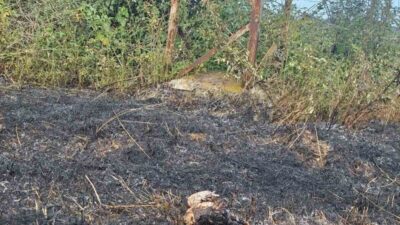 Sinop’ta yüksek gerilim hattına konan kuşun yanması sonucu çıkan yangın,