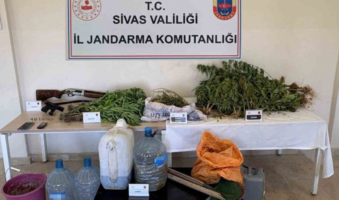 Sivas’ta jandarma ekiplerince düzenlenen operasyonda 500 gram esrar, onlarca kök