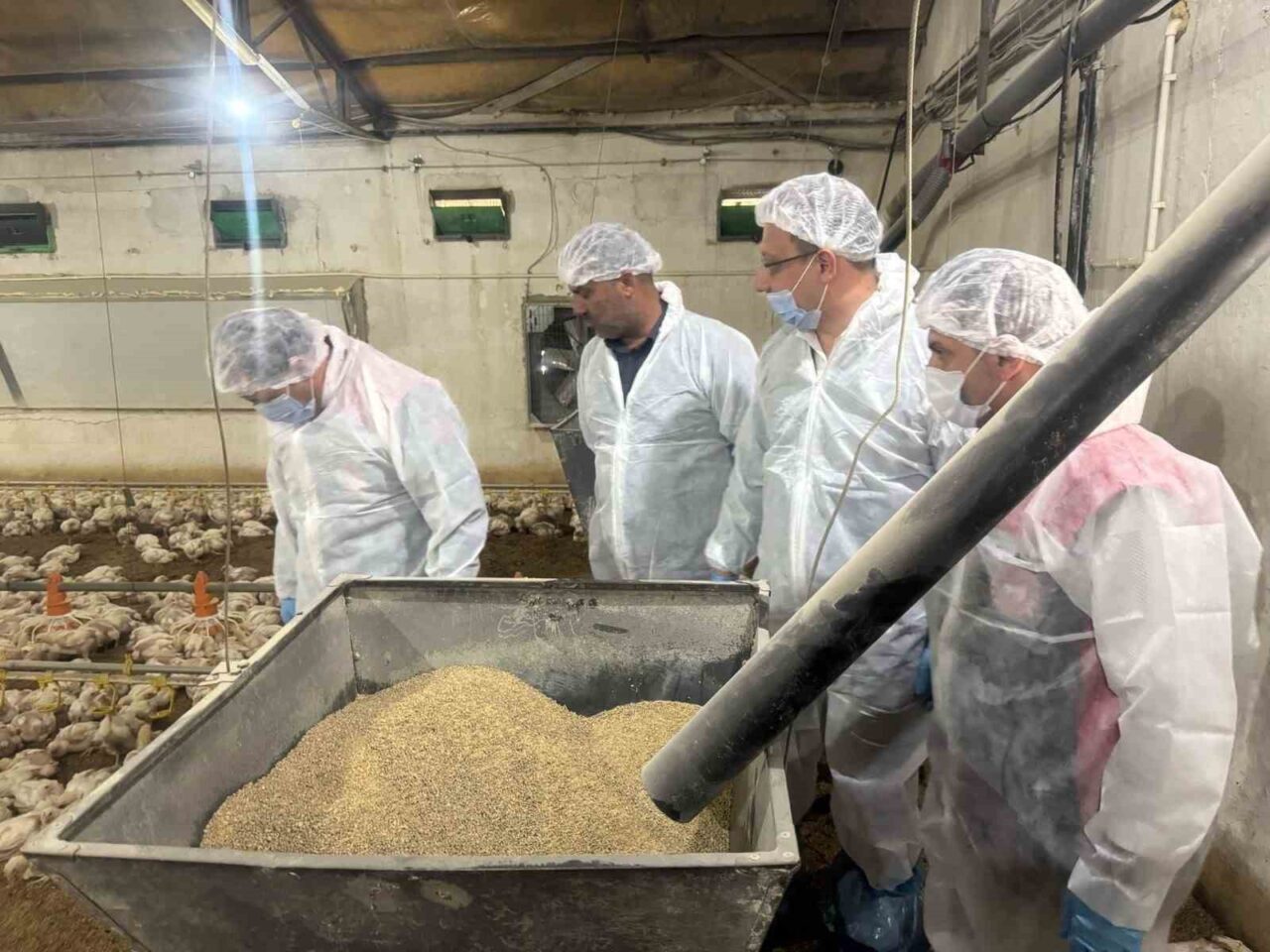 Mayıs ayında tavuk eti üretimi 241 bin 782 ton, tavuk