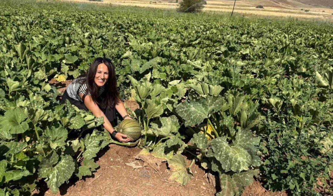 Erzincan’ın Tercan ilçesinde çerezlik ayçiçeğinin ardından çerezlik kabak üretimi de